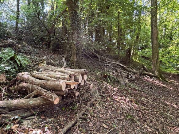 Woodland (2)_ECW