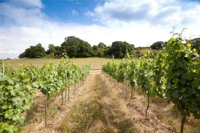 Muston Vineyard