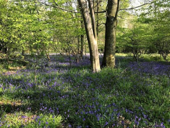 Bluebell Photo.jpg