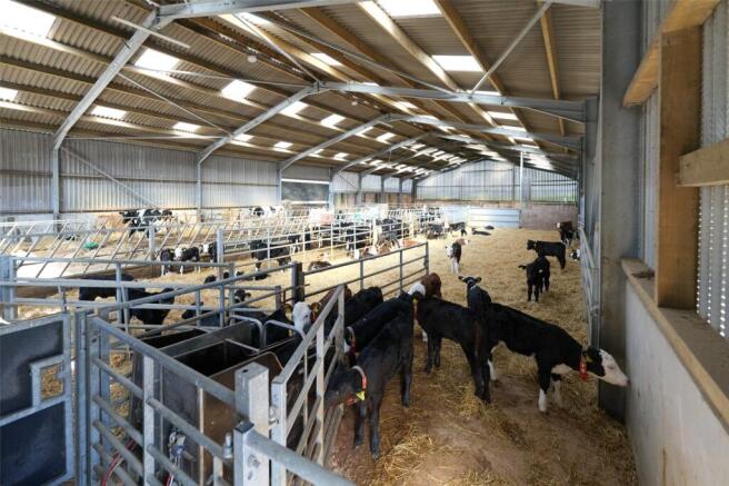 Calf Shed