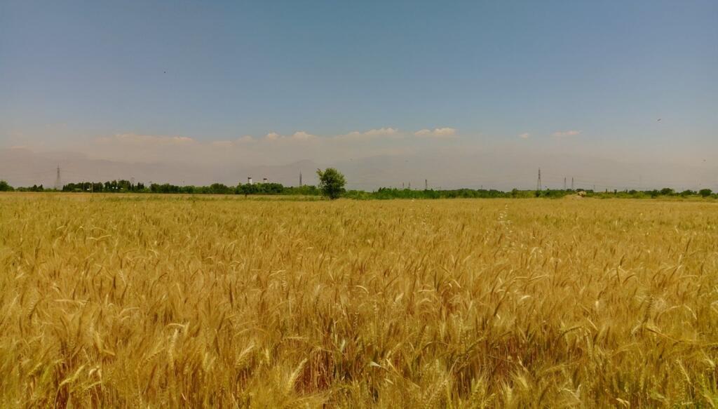 Main image of property: Olt, Stoenesti