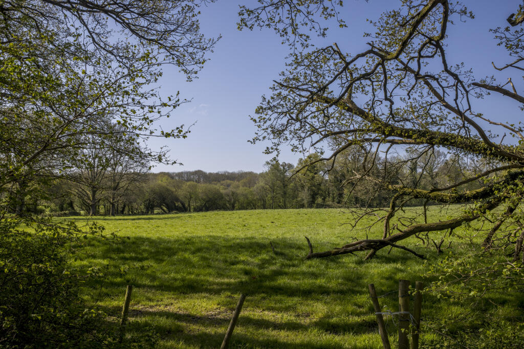 High Trees Woodland