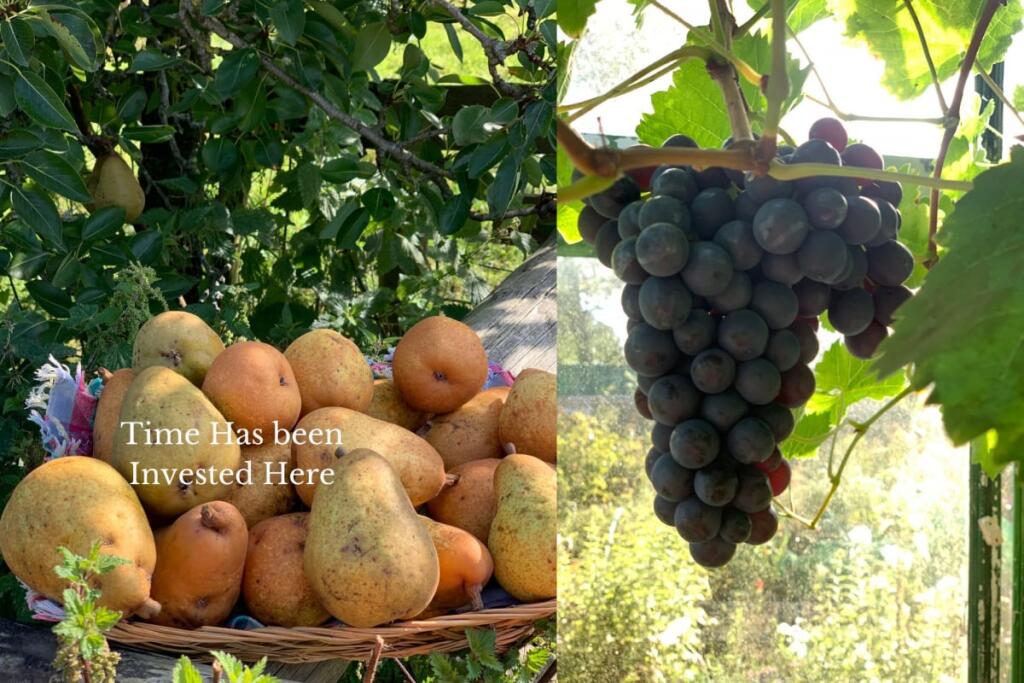 Additional image 15 of Forget Me Not Farm, Earlswood, B94