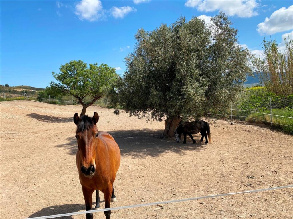 Main image of property: Andalucia, AlmerÃa, Huércal-Overa
