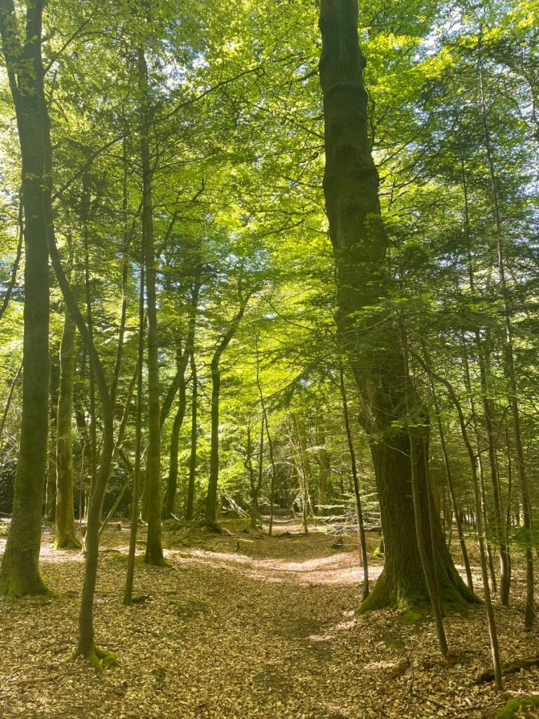 Main image of property: Woodland At Chyverton, Chyverton, Zelah, Truro, Cornwall, TR4