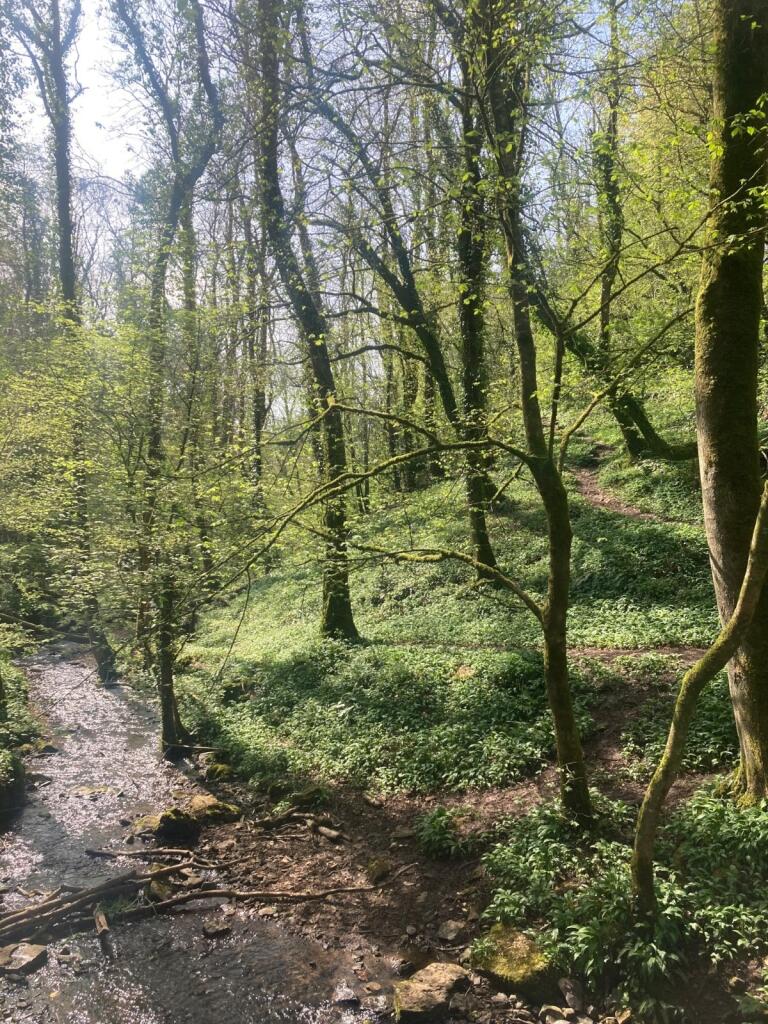Near Wells, Somerset photo 4