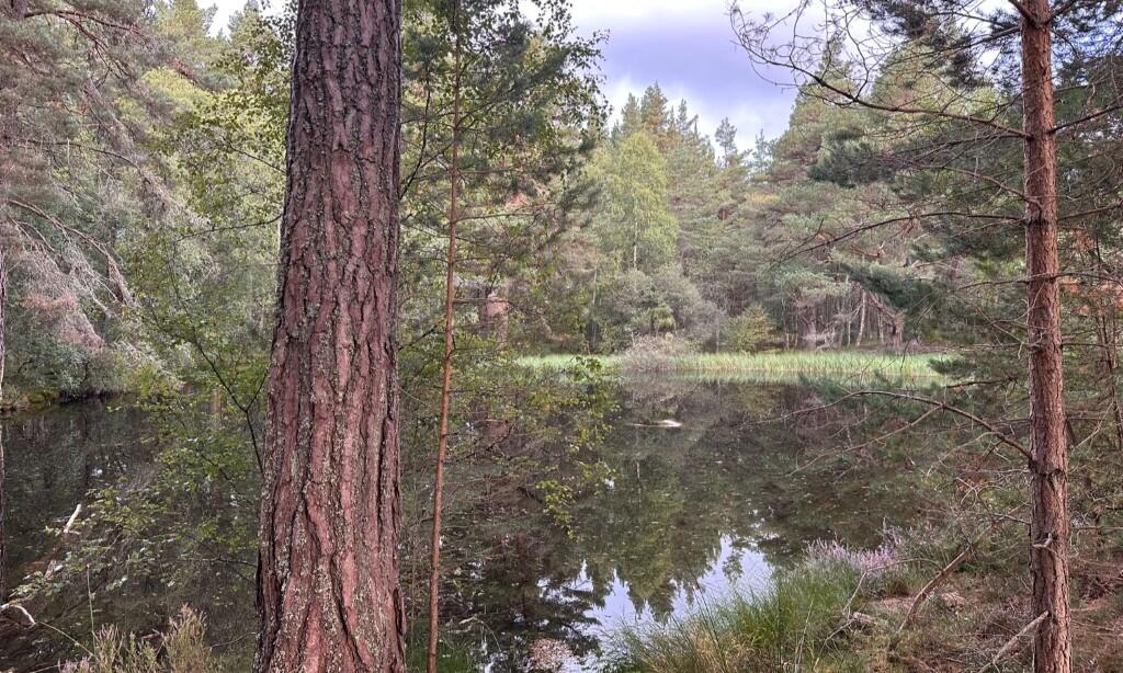 Main image of property: Tulloch Wood, Nethy Bridge, Inverness-Shire, PH25
