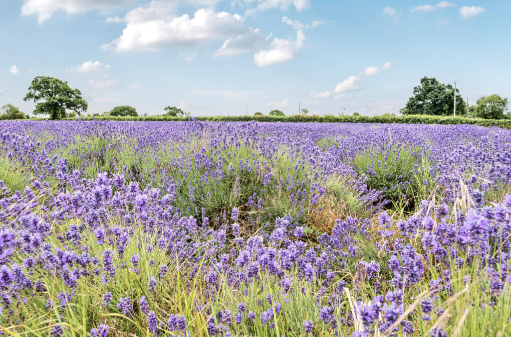 Additional image 2 of Bishop Street, Faulkland, Frome, BA3