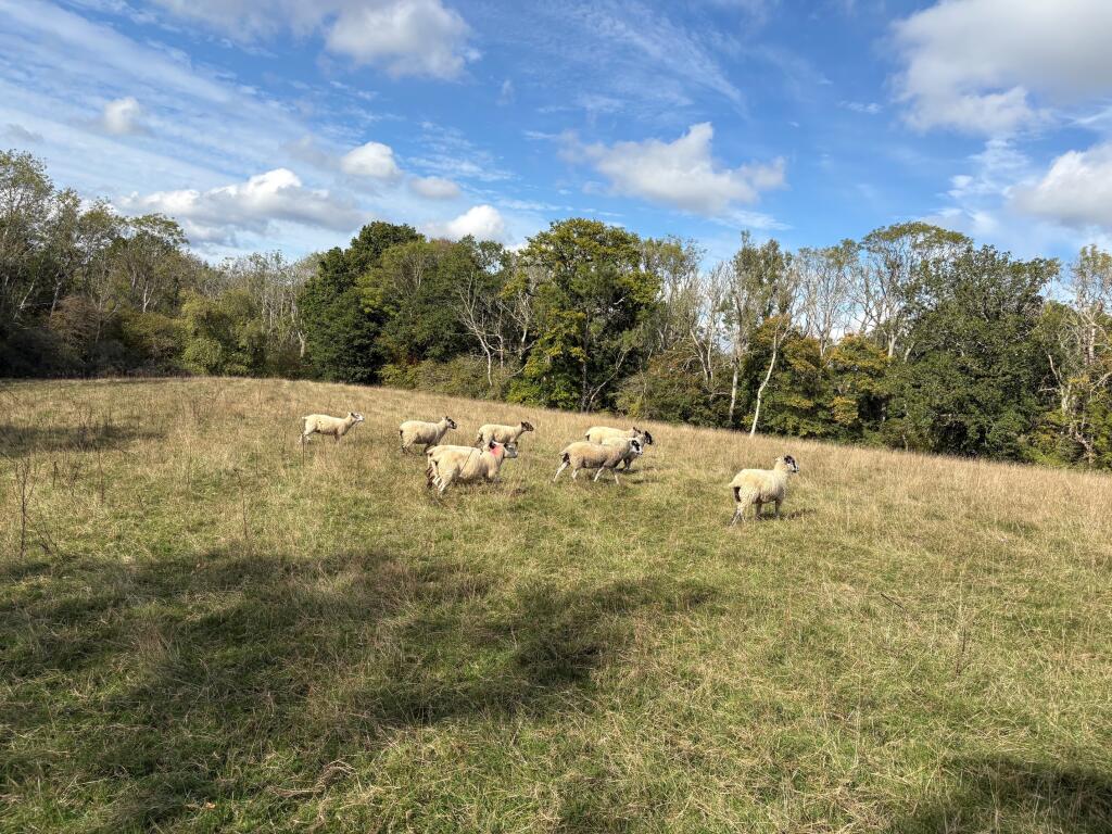 Main image of property: Lot B -Land off Horleigh Green Road, Five Ashes, Mayfield, East Sussex