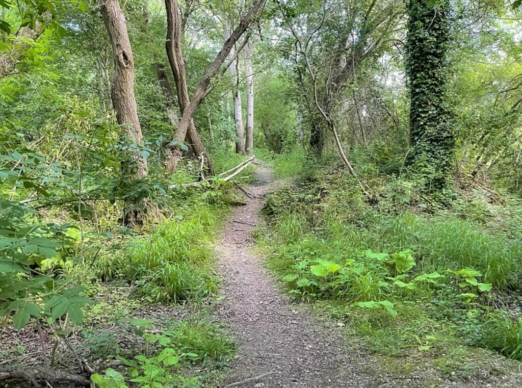 Totternhoe Nature Reserve, Totternhoe, Dunstable - More