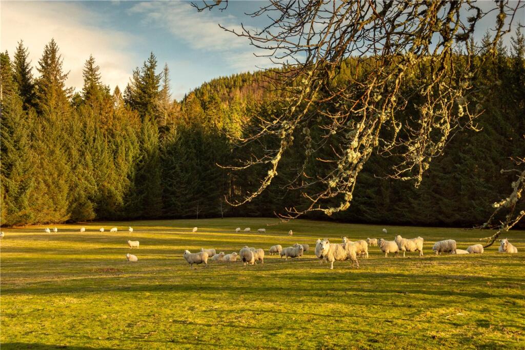 Additional image 6 of Land At Tom Meann, Bridge of Gairn, Ballater, Aberdeenshire, AB35