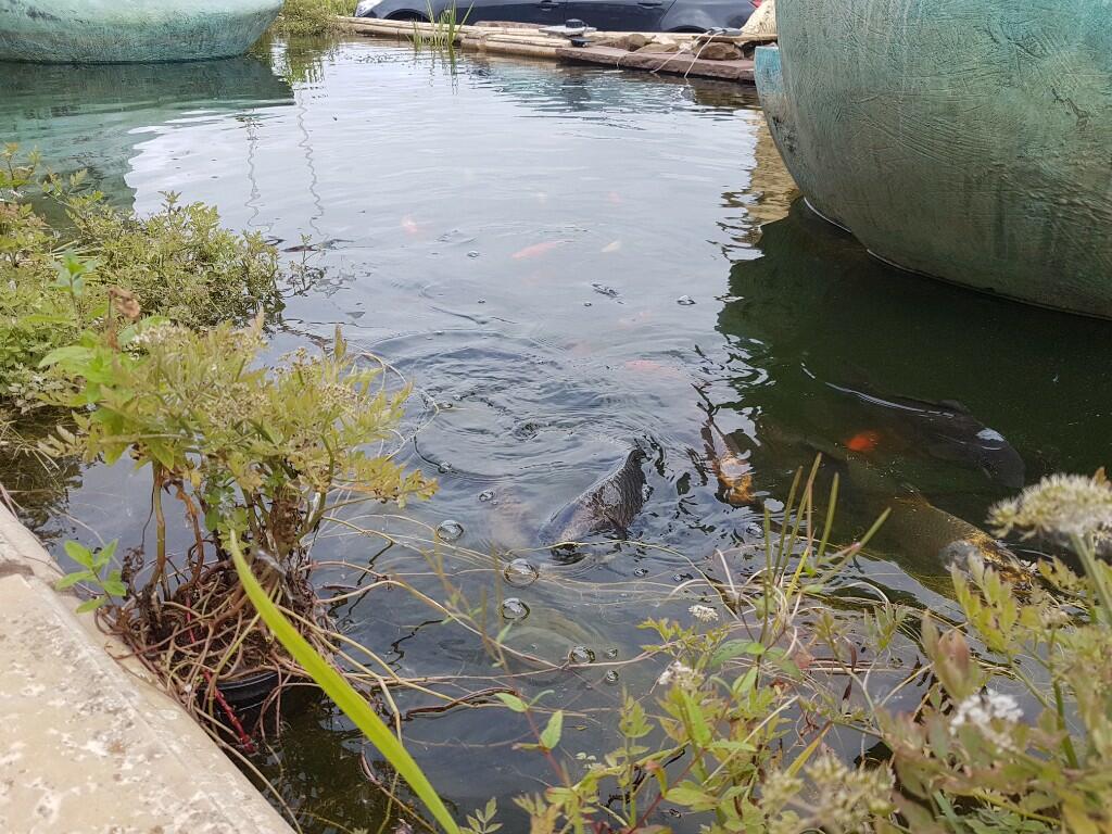 Feed the Fish