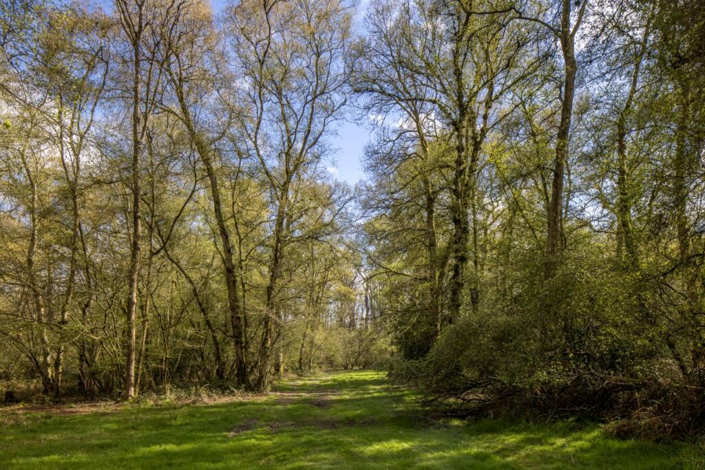 High Trees Woodland