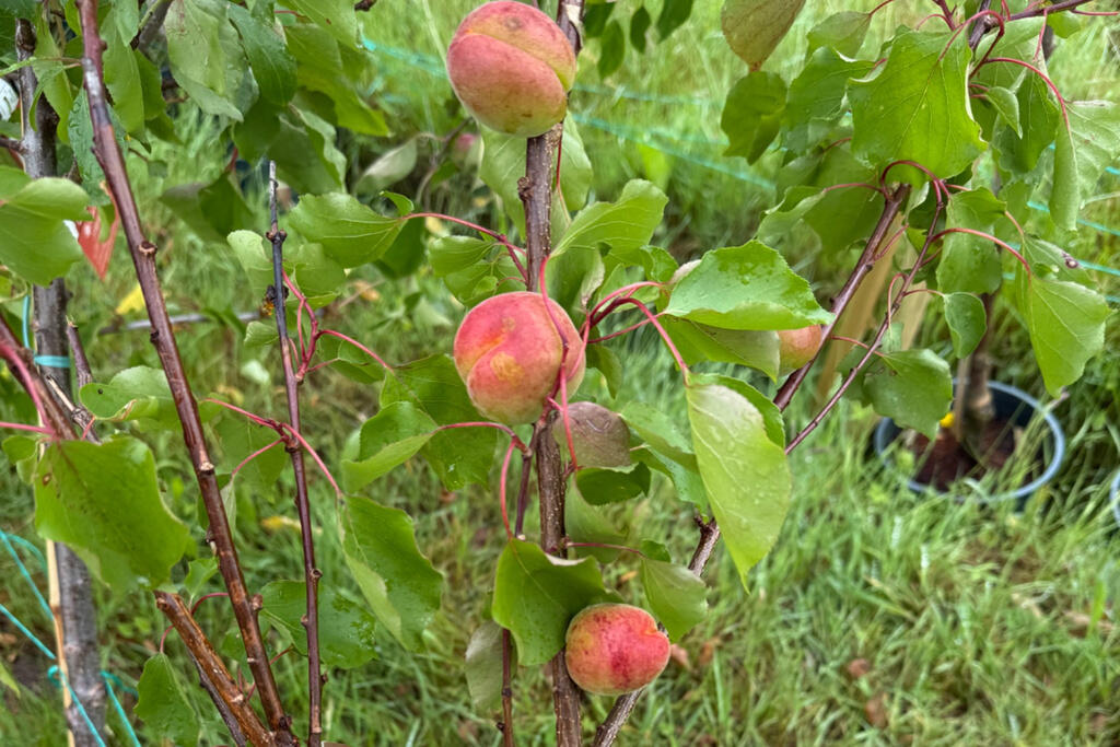 Fresh Fruit