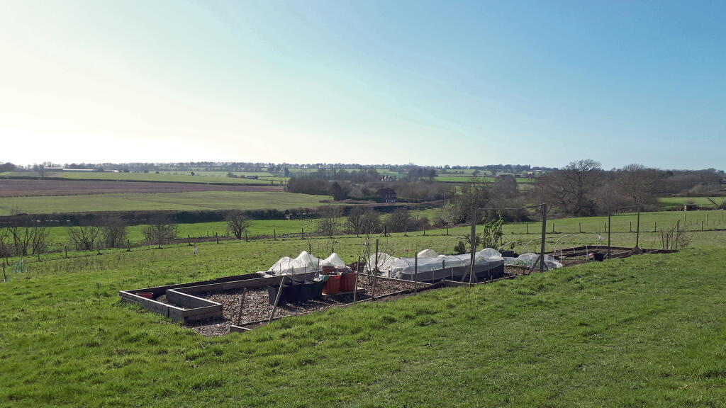 Established vegetable patch.