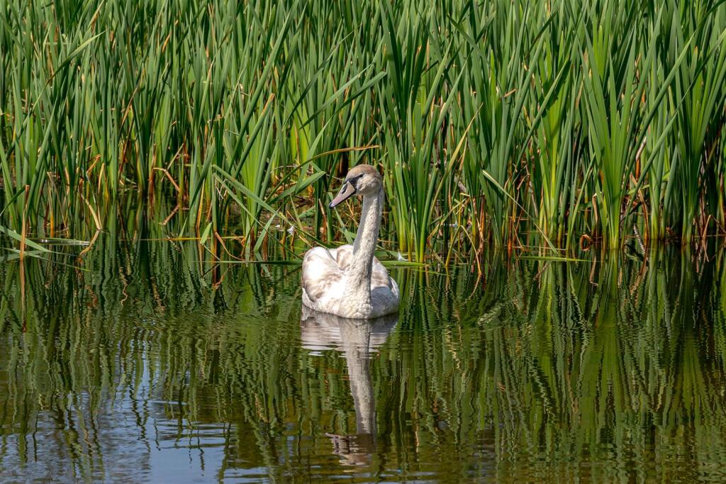 Escomb Nature Reserve, Escomb, Bishop Auckland - More