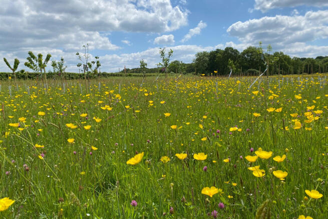 Wild Flowers at Bailes Brook