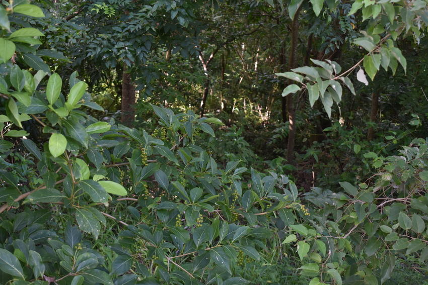 Main image of property: Gros Islet