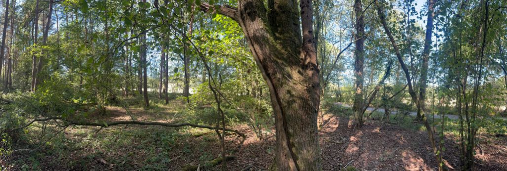 Main image of property: Lowerhouselane, Abinger , Dorking, Surrey, RH5 6LW