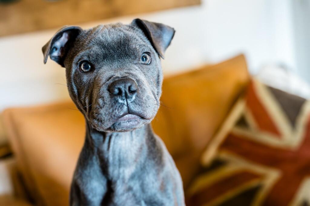 Additional image 13 of Ridehalgh Lane, Briercliffe, Burnley