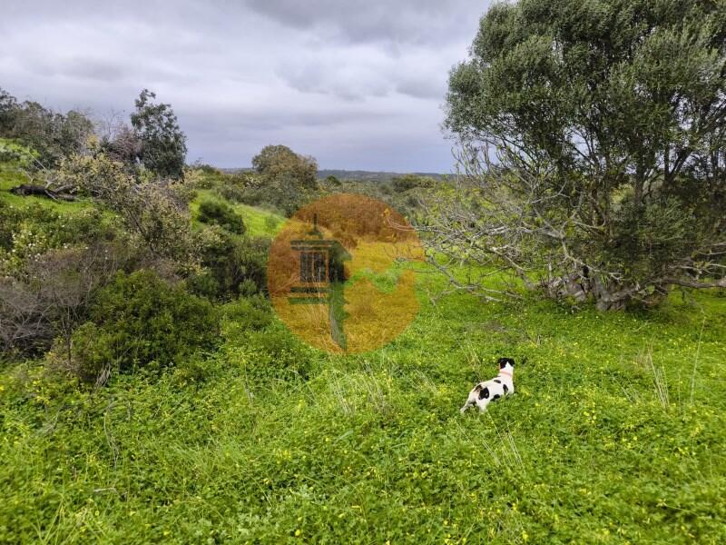 Main image of property: Algarve, Azinhal