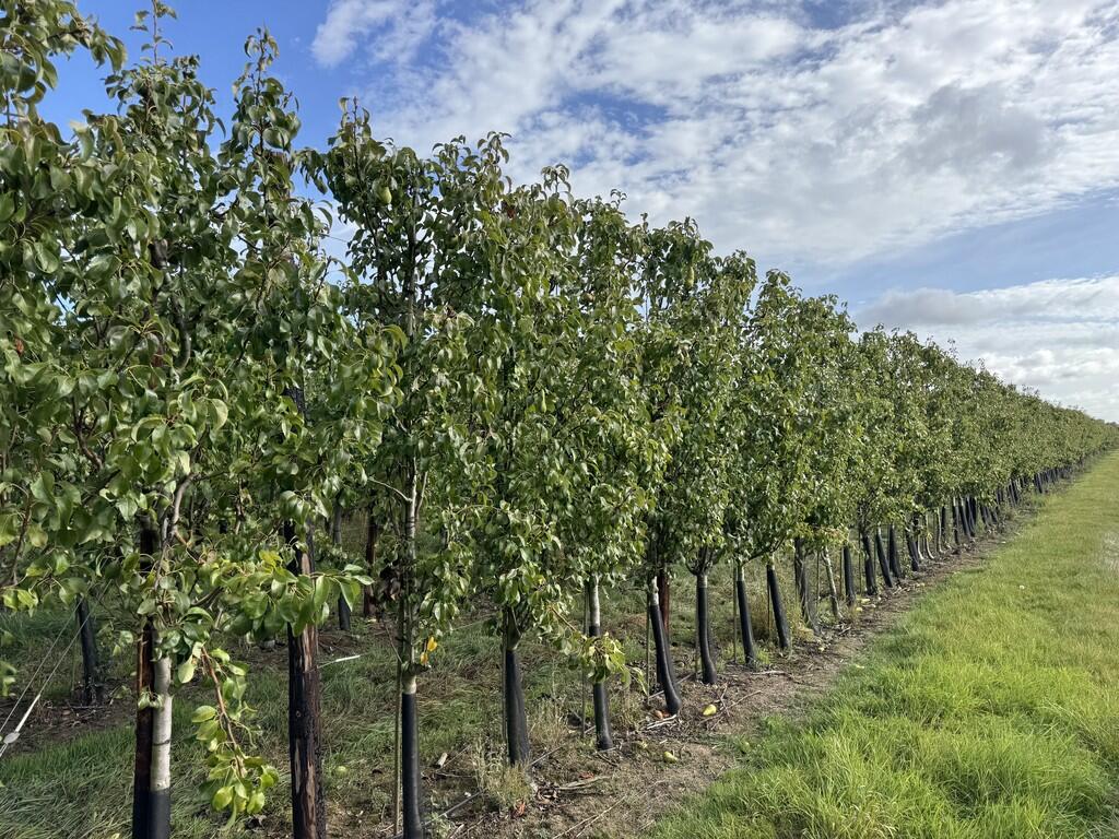 Main image of property: Outwell Road, Emneth, Wisbech