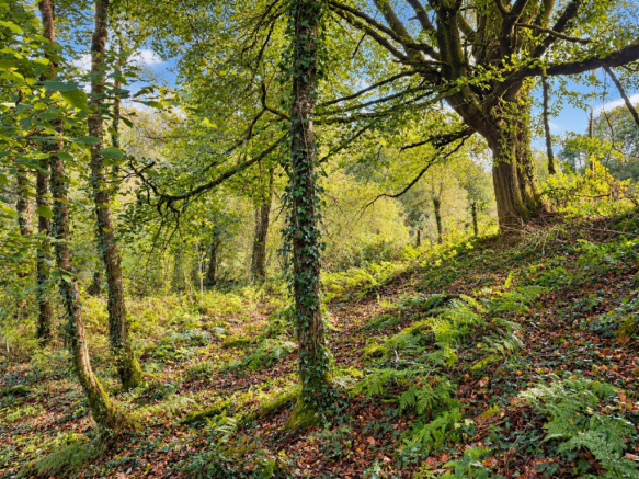 Woodland bwlchyffin.png