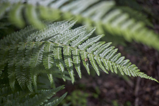Fern