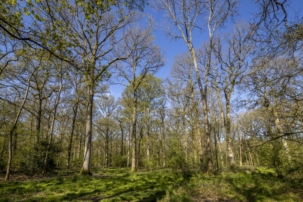 High Trees Woodland