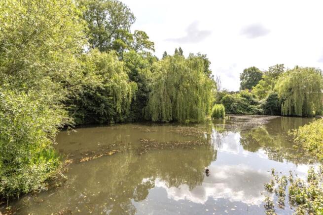 Duck Pond