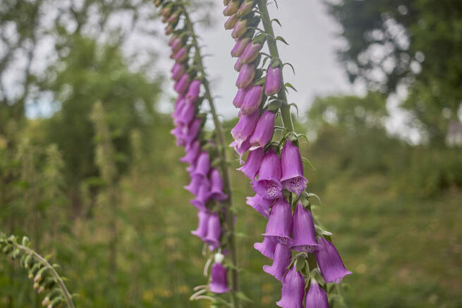 Foxgloves