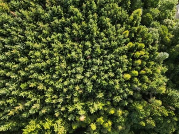 Woodland
