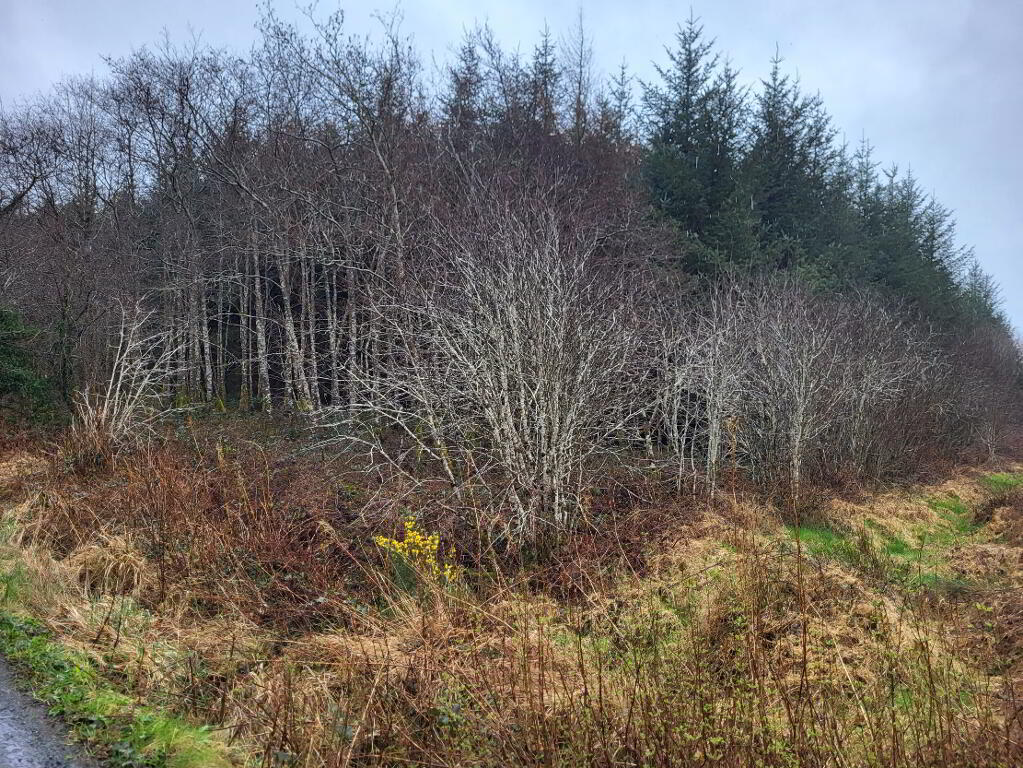 Main image of property: Fuel, Curry, Co Sligo