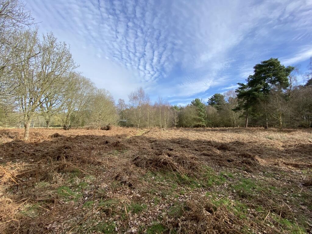 Main image of property: Woodland/Amenity Land, The Wilderness, Shortthorn Road, Stratton Strawless, Norwich , Norfolk, NR10