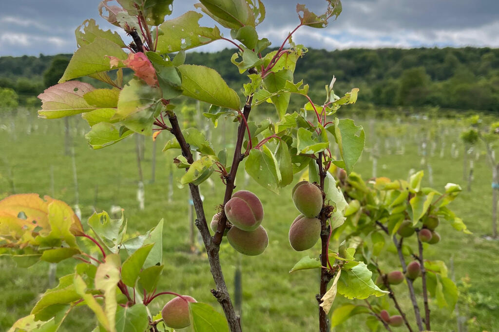First Fruit