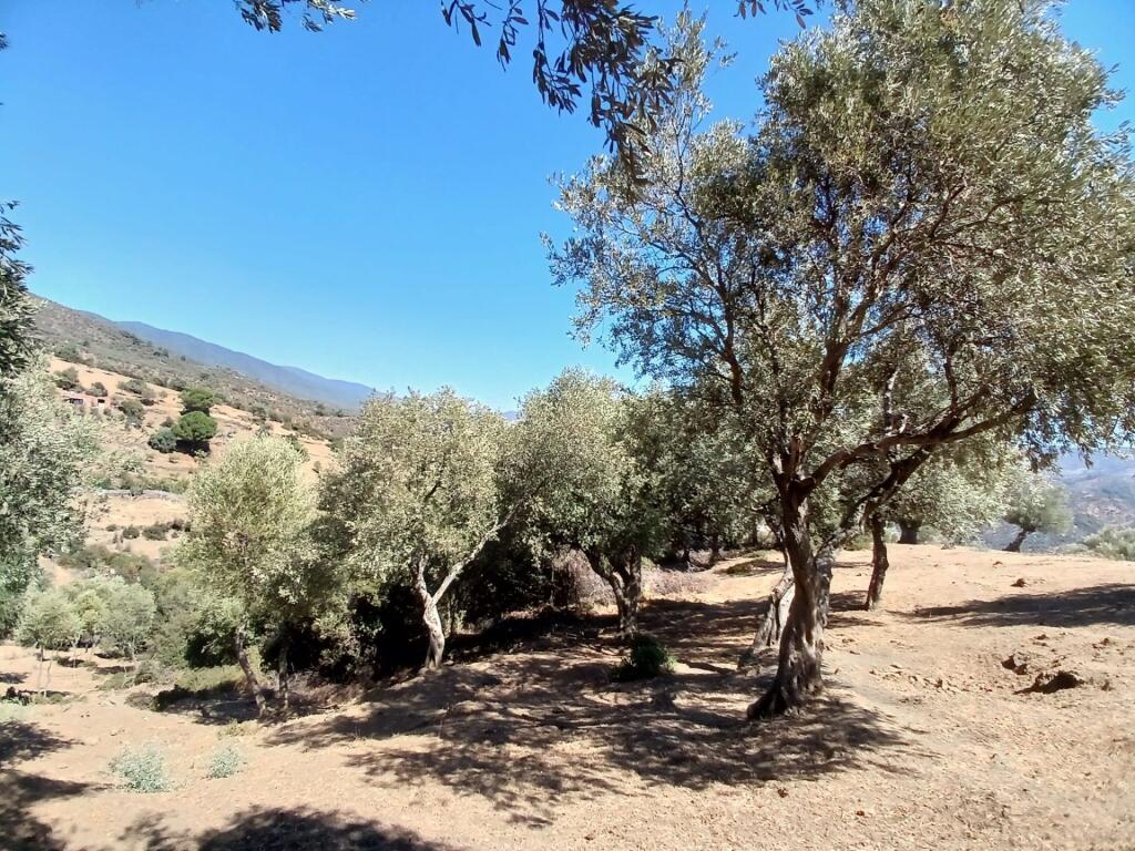 Main image of property: Izmir, Bornova, Izmir