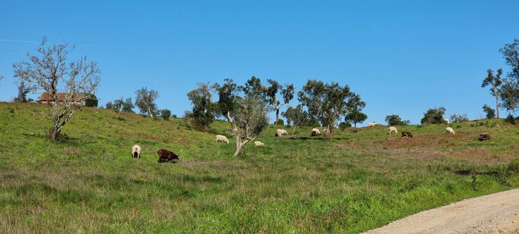 Main image of property: Setúbal, Comporta