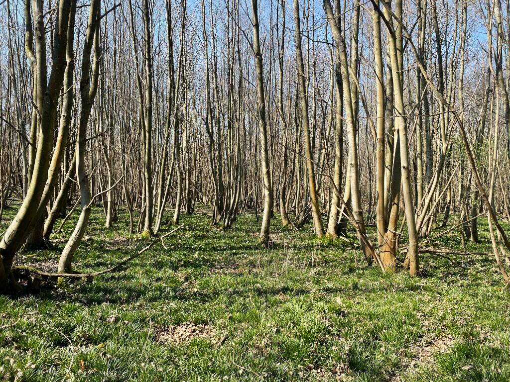 Main image of property: Ladies Mile, TN7