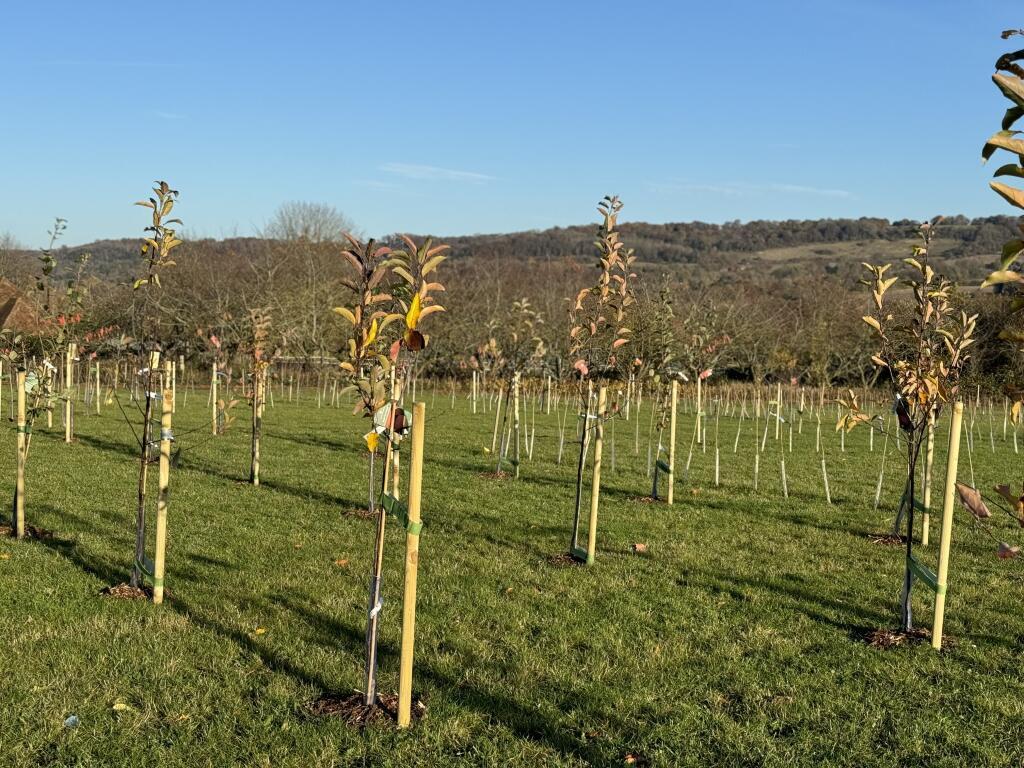 Newly Planted Orchard