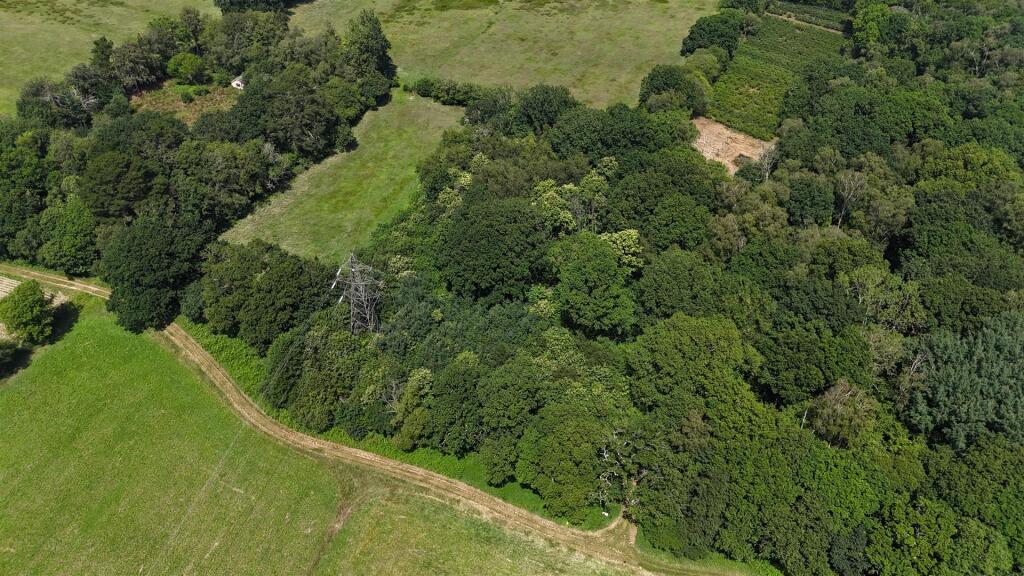 Woodland at Big Copse, Hampreston, Wimborne - Ansicht 3