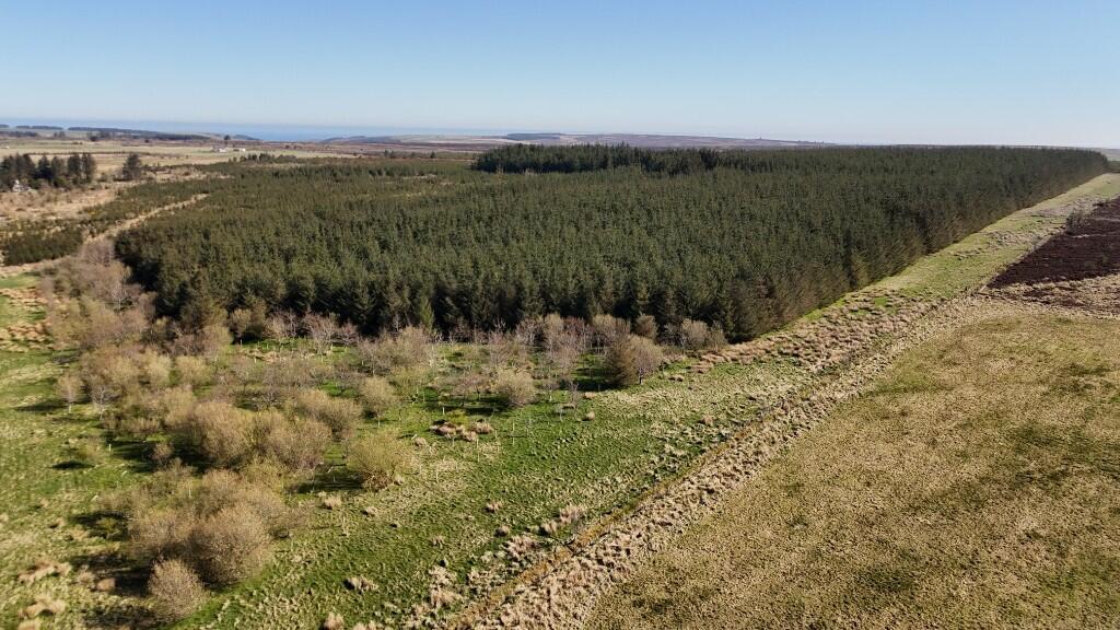 Additional image 3 of Lot 1 Woodland at Broadmuir, Hill of Fisherie, Turriff, AB53 5QL