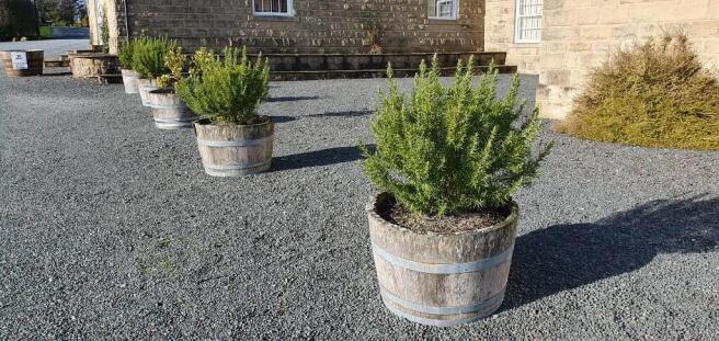 Pots of rosemary