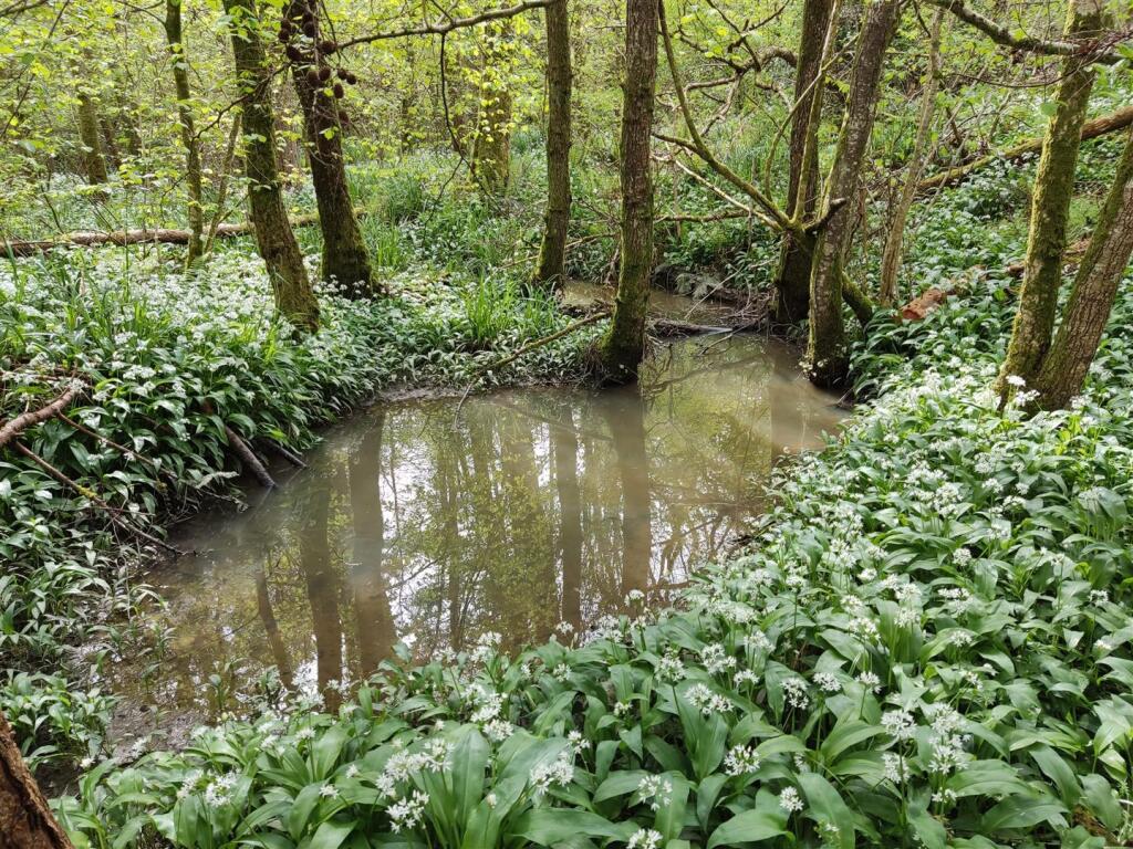 Northlode Woods, Middlemarsh, Sherborne - More