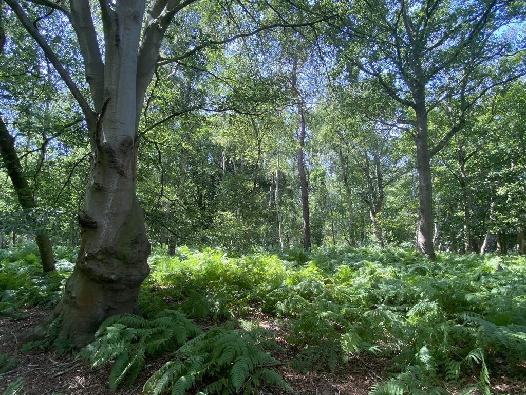 Main image of property: Woodland, Reepham Road, Swannington, Norwich, Norfolk, NR9 5TB