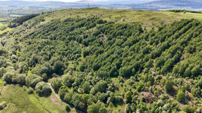 Woodland