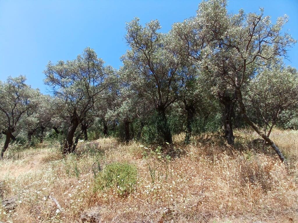 Main image of property: Izmir, Bayindir, Bayindir