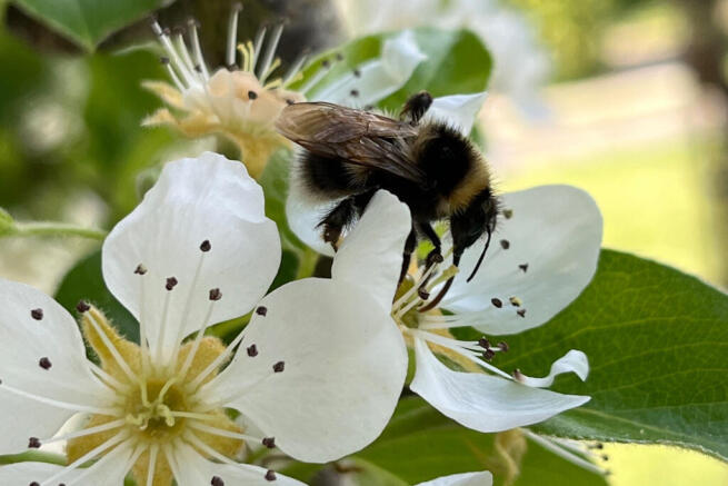 A Happy Bee