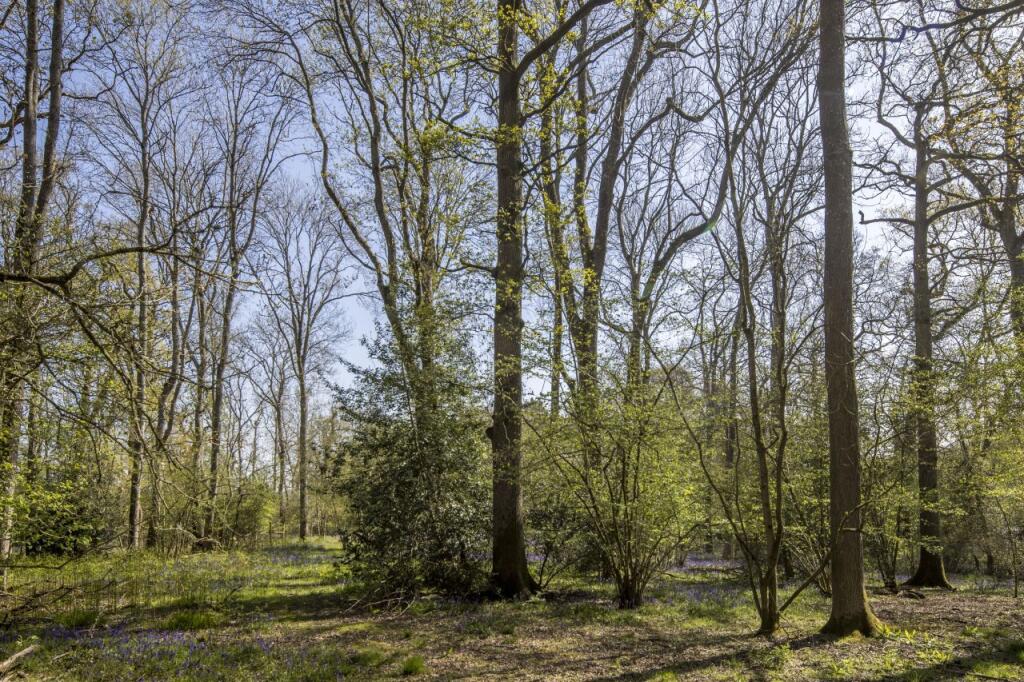 High Trees Woodland