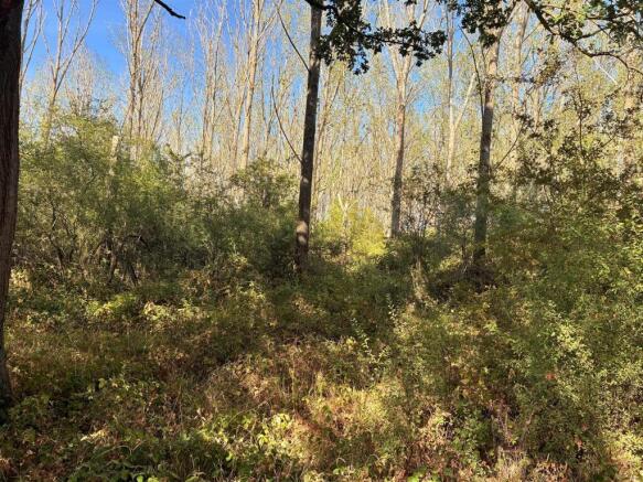 General Woodlands.jpg