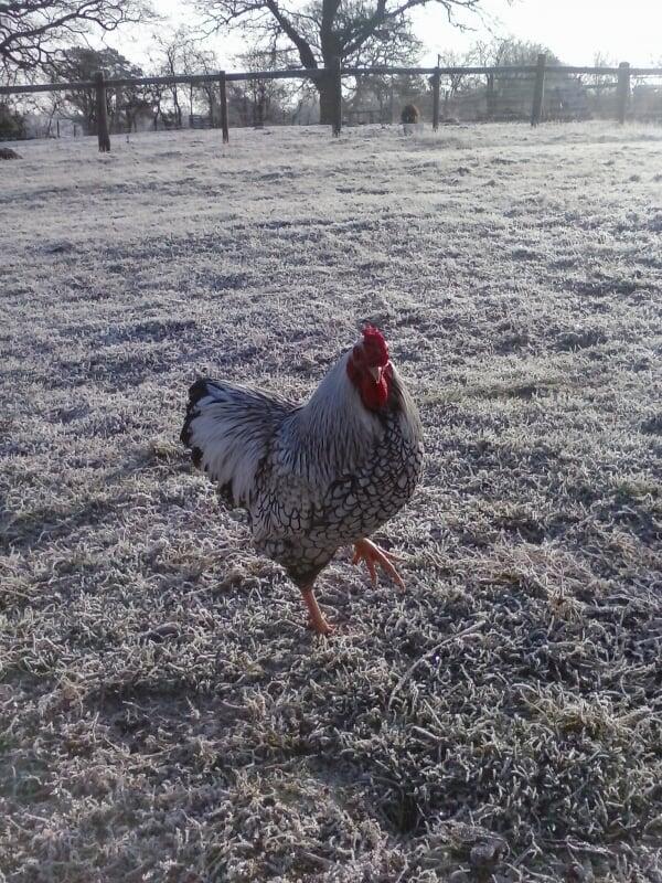 Additional image 14 of Forget Me Not Farm, Earlswood, B94